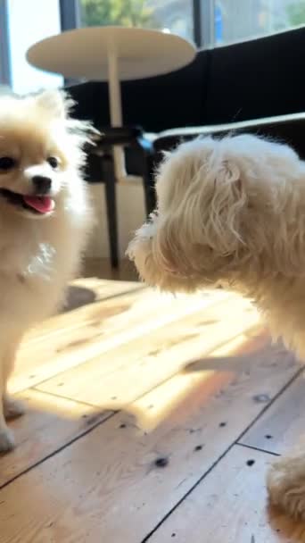 Двоє Приємних Мініатюрних Собак Насолоджуються Грою Разом Високоякісні Кадри — стокове відео