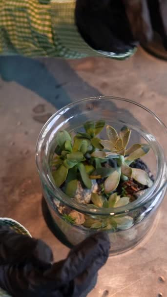 Μια Ανθοπώλης Δείχνει Δείγματα Φυτών Γυάλινα Βάζα Υψηλής Ποιότητας Πλάνα — Αρχείο Βίντεο