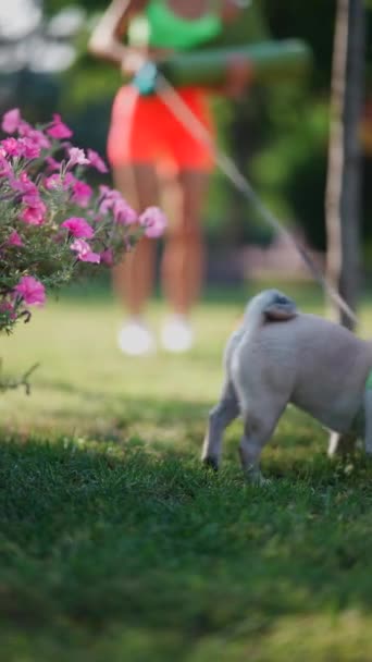 Sabah Egzersizlerinin Ortasında Genç Aktif Bir Kız Parkta Köpeğiyle Oynayarak — Stok video