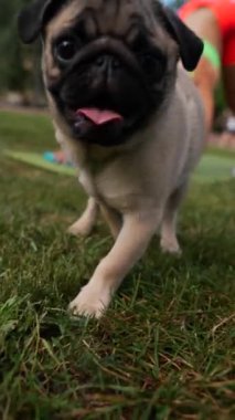 Çimlerin üzerinde uzanan bir pug köpeğinin manzarasına karşı, bir kızın spor faaliyetlerine katıldığı görülüyor. Yüksek kalite 4k görüntü
