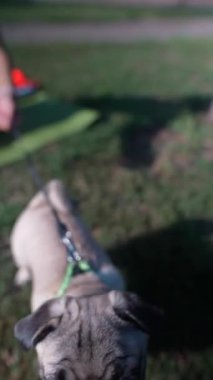 Çimenli bir yaz parkında sevimli bir pug cins köpek mevcuttur. Yüksek kalite 4k görüntü