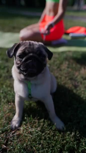 Wspaniały Pies Rasy Mops Można Zobaczyć Trawie Letnim Parku Wysokiej — Wideo stockowe