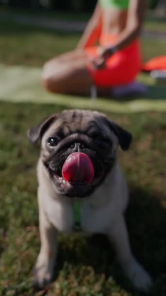 かわいいパグ犬は夏の公園の草の上にいる 高品質の4K映像 — ストック動画
