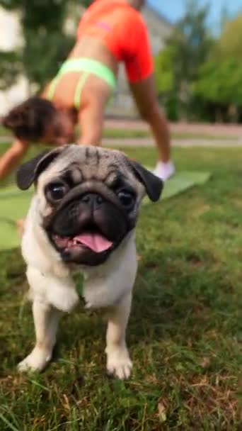 Parque Verão Uma Jovem Atlética Junta Com Seu Cachorro Para — Vídeo de Stock