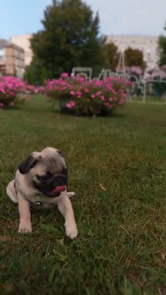 Yaz Güneşinin Ortasında Genç Çekici Bir Kız Pug Köpeğiyle Parkta — Stok video