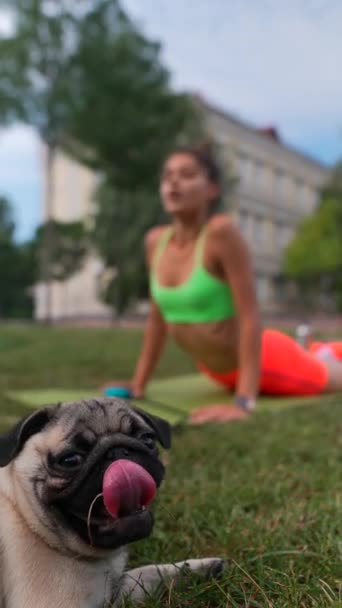 Летнем Парке Спортивная Молодая Женщина Упражняется Своей Собакой Мопсом Занимаясь — стоковое видео