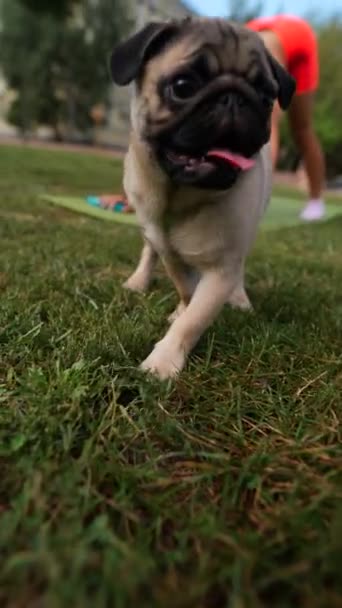 一只拉屎的狗在草地上放松下来 就像一个女孩在远处做运动一样 高质量的4K镜头 — 图库视频影像