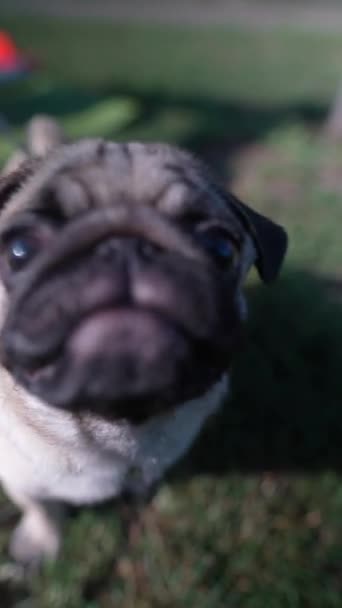 その中毒で知られているパグ犬は 夏の公園で草の上に置かれます 高品質の4K映像 — ストック動画