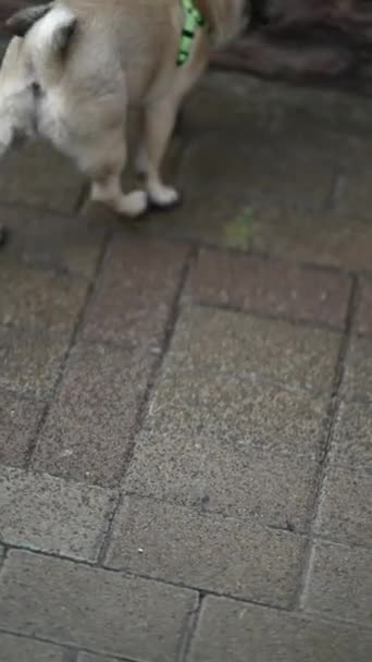 Sahne Köpeğiyle Birlikte Bir Kızı Fıskiyesinin Yanında Yürürken Yakalıyor Yüksek — Stok video