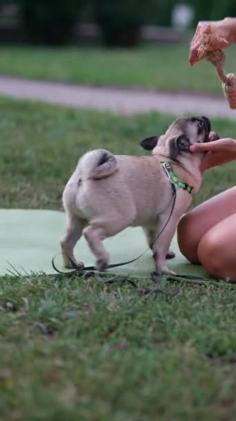 Tânără Frumoasă Îmbrăcăminte Sportivă Interacționează Jucăuș Câinele Într Parc Vară — Videoclip de stoc