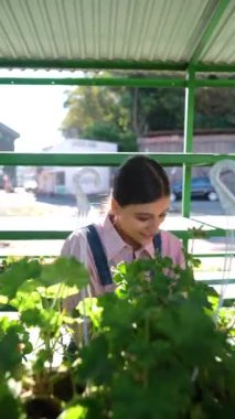 Markette, genç bir bayan satıcı kendi seçimi kapsamında bitkileri yetiştiriyor. Yüksek kalite 4k görüntü