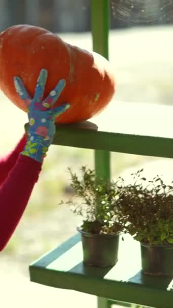 Une Jeune Agricultrice Expose Une Grande Citrouille Orange Elle Vend — Video