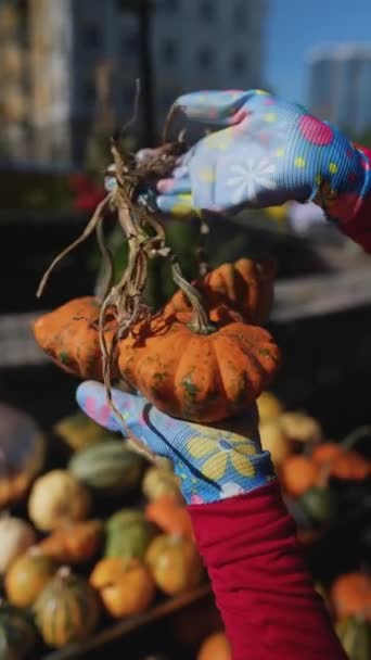 농부로 일하는 여성은 시장에서 제공하는 호박을 재배하는 과정을 설명하는 있습니다 — 비디오