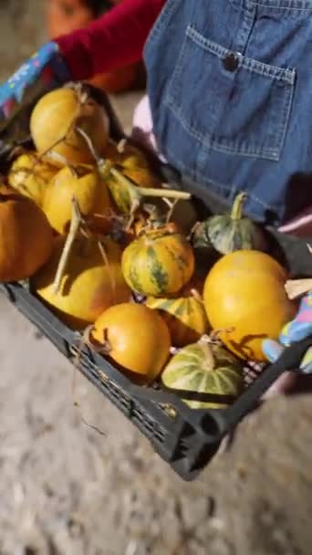 Mercado Uma Jovem Agricultora Vibrante Exibe Orgulhosamente Abóboras Que Tem — Vídeo de Stock