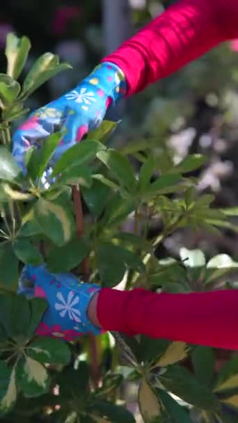 Vibrant Market Setting Lady Vendor Providing Dedicated Care Plants She — Stock Video
