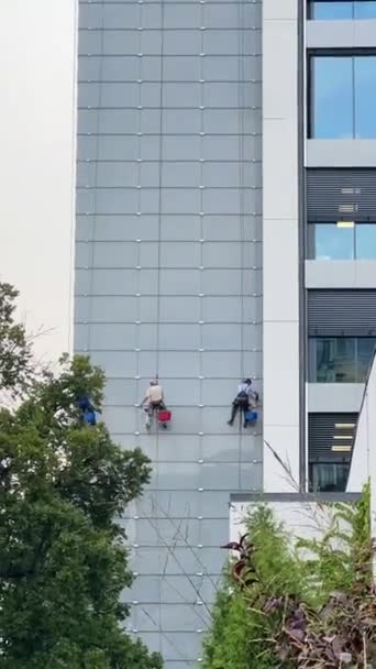 Los Trabajadores Están Limpiando Ventanas Edificios Gran Altura Imágenes Alta — Vídeo de stock