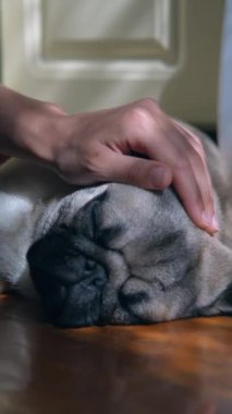 Muhteşem bir köpek yavrusu yerde oturuyor ve kafasında çizikler var. Yüksek kalite 4k görüntü