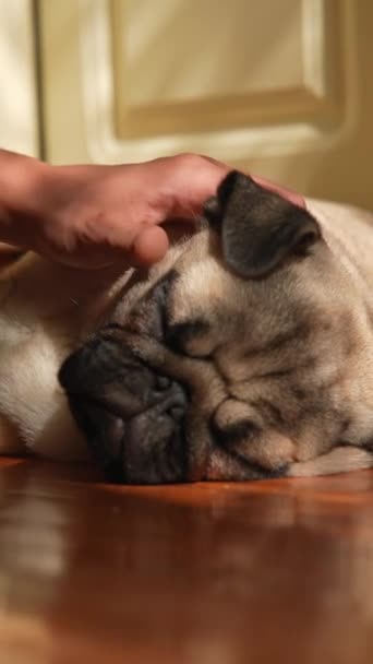 Lovable Pug Puppy Can Seen Rooms Floor High Quality Footage — Stock Video