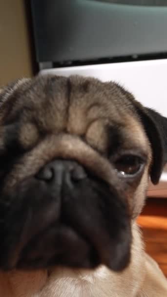 Vloer Kamer Vindt Een Schattige Pug Puppy Hoge Kwaliteit Beeldmateriaal — Stockvideo