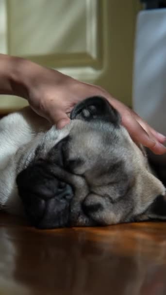Cachorro Pug Atractivo Está Piso Las Habitaciones Recepción Cariñoso Frota — Vídeo de stock