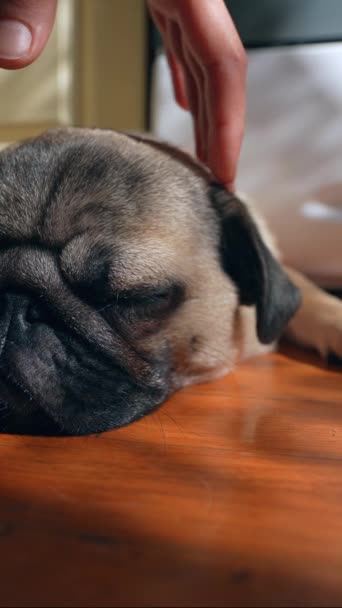 部屋の床に座っている楽しいパグの子犬 高品質の4K映像 — ストック動画