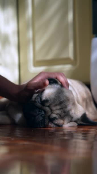 Cachorro Pug Adorable Está Sentado Piso Las Habitaciones Imágenes Alta — Vídeos de Stock