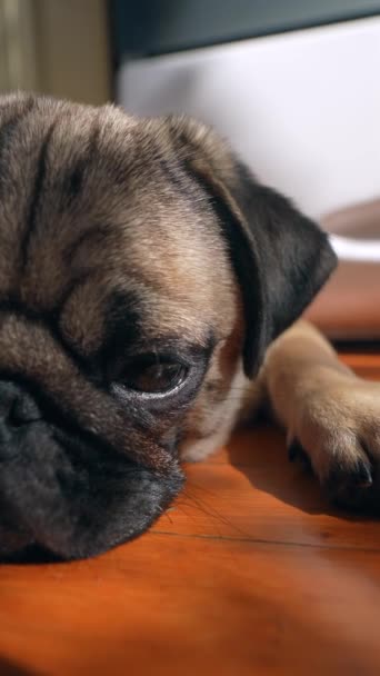 ルームフロアには愛らしいパグの子犬がいる 高品質の4K映像 — ストック動画