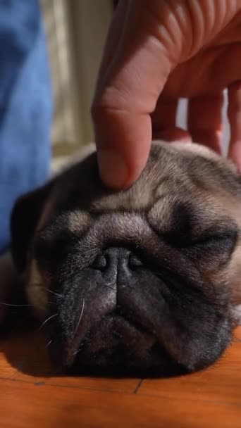 Een Prachtige Pug Puppy Zit Kamer Vloer Krijgt Hoofdkrassen Hoge — Stockvideo