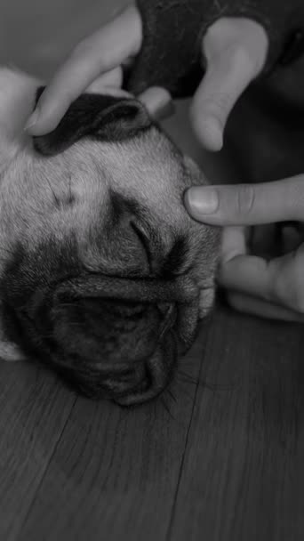 Een Charmante Dweil Puppy Zit Vloer Kamer Hoge Kwaliteit Beeldmateriaal — Stockvideo