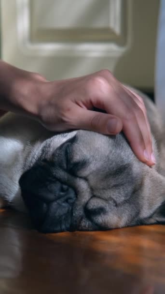 Een Prachtige Pug Puppy Zit Kamer Vloer Krijgt Hoofdkrassen Hoge — Stockvideo