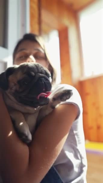 Habitación Cachorro Pug Está Siendo Cariñosamente Sostenido Por Una Dulce — Vídeo de stock