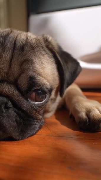 Zit Een Heerlijke Pug Puppy Kamer Vloer Hoge Kwaliteit Beeldmateriaal — Stockvideo