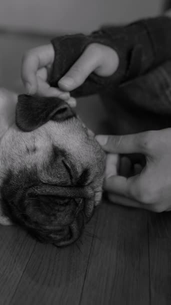 Een Mooie Pug Puppy Zit Vloer Kamer Iemand Het Aaien — Stockvideo