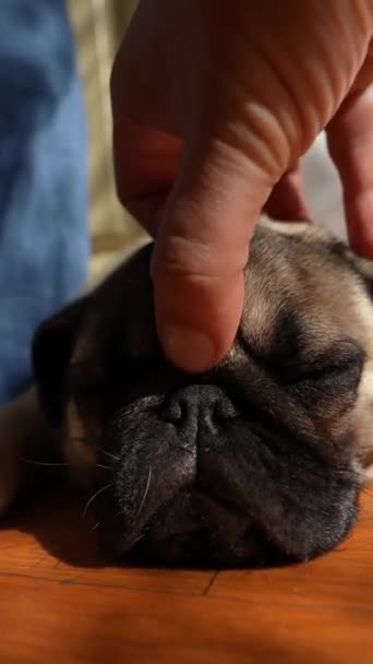 Kamer Een Mooie Pug Puppy Zitten Vloer Het Ontvangen Van — Stockvideo