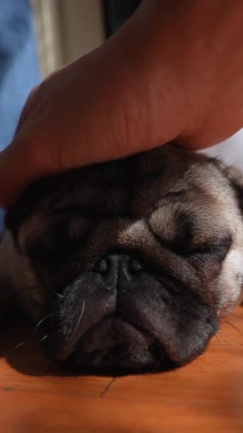 Pretty Pug Puppy Seated Rooms Floor Its Getting Head Strokes — Stock Video