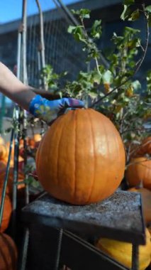 Kalabalık pazarda, dişi bir çiftçi büyük turuncu balkabağını tutkuyla satışa sunuyor. Yüksek kalite 4k görüntü