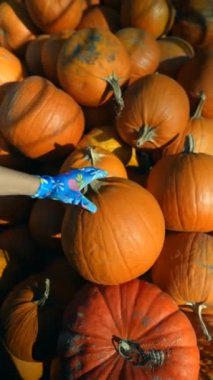 Markette, genç bir bayan çiftçi seçtiği balkabaklarını ilgi çekici bir şekilde sergiliyor. Yüksek kalite 4k görüntü