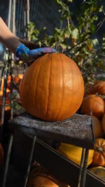 Güzel bir kadın satıcı pazarda sattığı balkabaklarını sergiliyor. Yüksek kalite 4k görüntü