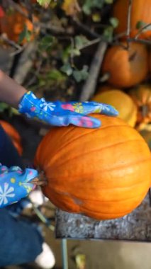 Markette, genç bir bayan çiftçi seçtiği balkabaklarını ilgi çekici bir şekilde sergiliyor. Yüksek kalite 4k görüntü