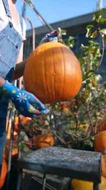 Çiftçi olarak çalışan genç bir kadın, pazarda satılan büyük turuncu bir balkabağı sunarken görülüyor. Yüksek kalite 4k görüntü