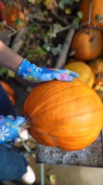 Hareketli bir pazarda, bir bayan çiftçi tutkuyla satılık balkabaklarını gösteriyor. Yüksek kalite 4k görüntü