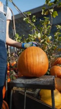 Çiftçi olarak çalışan genç bir kadın, pazarda satılan büyük turuncu bir balkabağı sunarken görülüyor. Yüksek kalite 4k görüntü