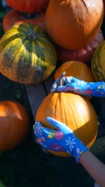 Genç ve zeki bir çiftçi pazarda sattığı balkabaklarını sergiliyor. Yüksek kalite 4k görüntü