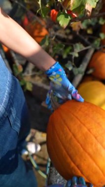 Bir dişi çiftçi, pazarda satılık büyük portakal kabağını hevesle sergilerken görülüyor. Yüksek kalite 4k görüntü