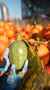 Çiftçi olarak çalışan genç bir kadın, markette stoklarında bulunan yeşil çizgili balkabağını sunarken görülüyor. Yüksek kalite 4k görüntü