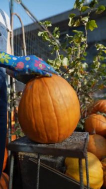 Çiftçi olarak çalışan bir kız, envanterinde büyük turuncu balkabağını hevesle sergiliyor. Yüksek kalite 4k görüntü