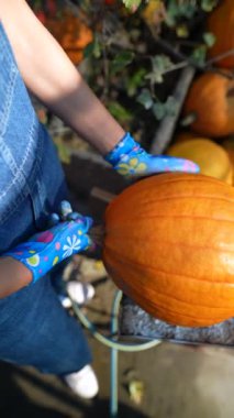 Canlı pazar ortamında, bir bayan çiftçi elindeki büyük turuncu balkabağını canlı bir şekilde sunuyor. Yüksek kalite 4k görüntü