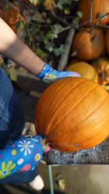 Çiftçi olarak çalışan bir kız, markette balkabaklarını sergilerken büyük bir hevesle görülüyor. Yüksek kalite 4k görüntü