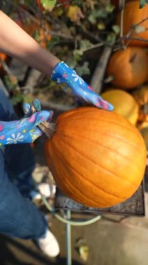 Bir dişi çiftçi, pazarda satılık balkabaklarını hevesle sergilerken görülüyor. Yüksek kalite 4k görüntü