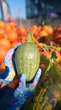 Genç bir kadın çiftçi markette sattıkları yeşil çizgili balkabağını sergiliyor. Yüksek kalite 4k görüntü